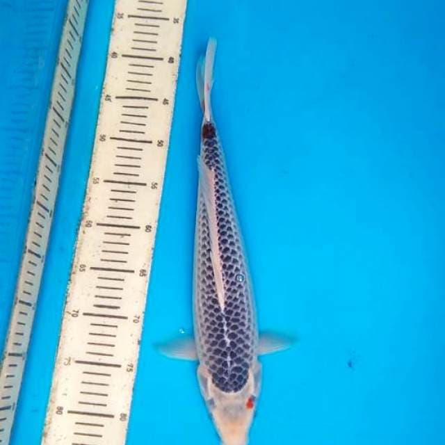 Asagi 41cm, F1