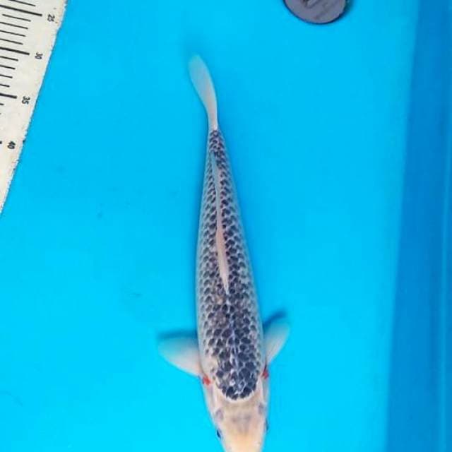 Asagi 37cm, F1