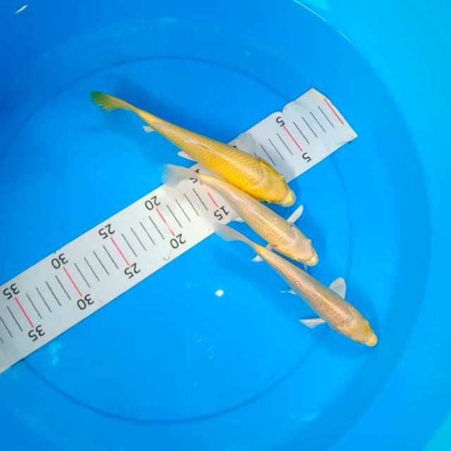3 Hikari ogon