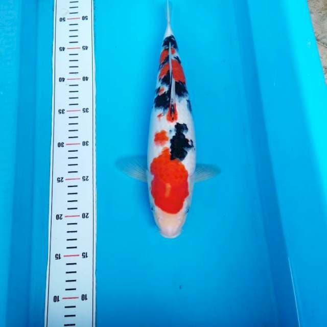 NJK - TAISHO SANKE TORPEDO