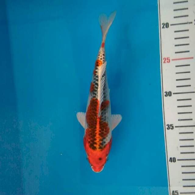 KOJAKU red