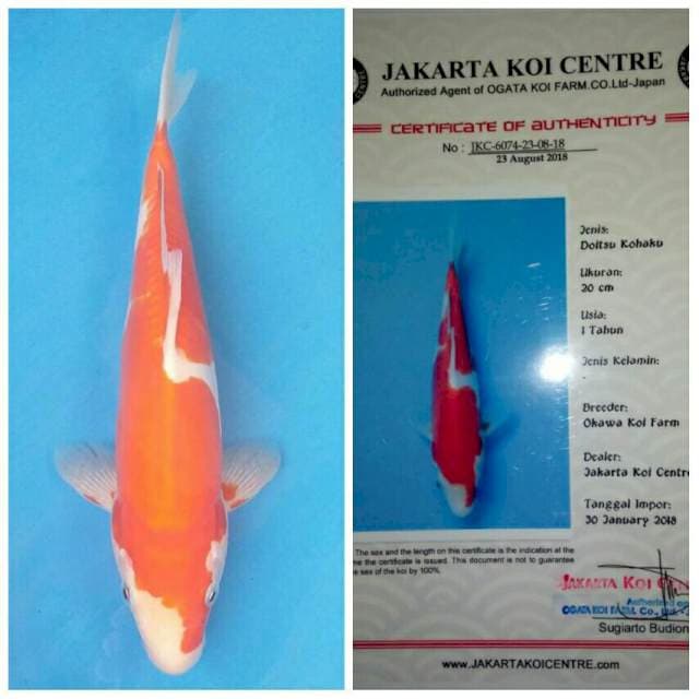 Okawa Kohaku Doitsu