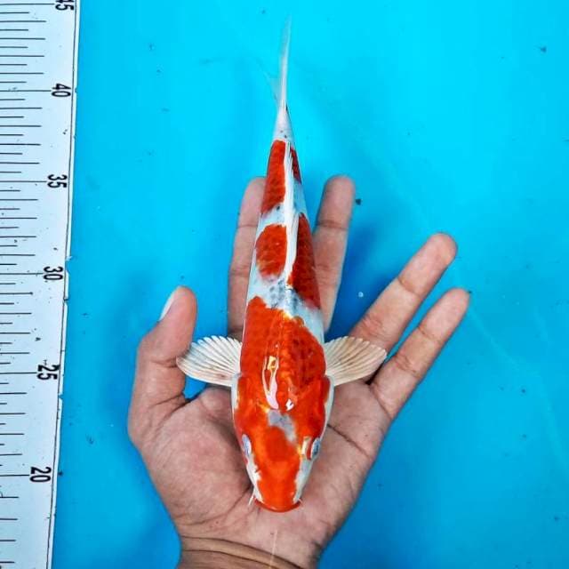 Kujaku*25cm