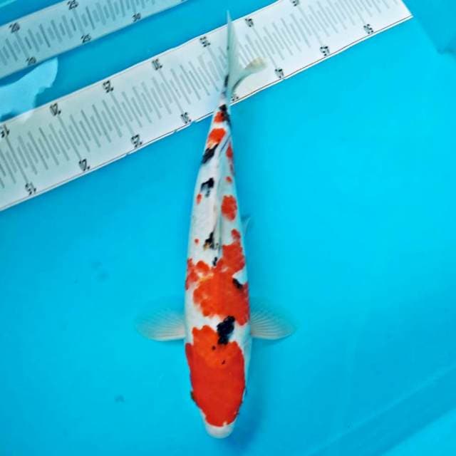 Sanke*35cm