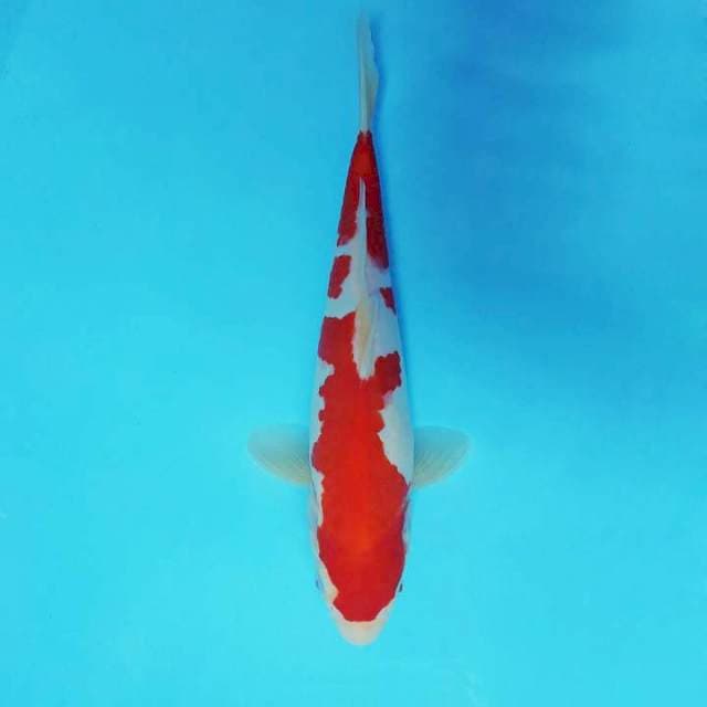 BANZAI 7 ~ KOHAKU SOLID,-