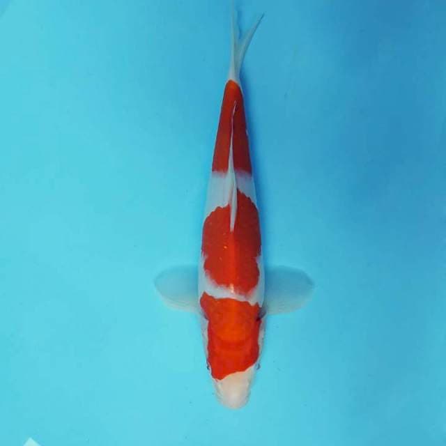 BANZAI 10 ~ KOHAKU 3 STEPS,-