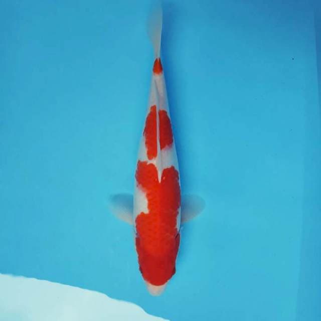 BANZAI 11 ~ KOHAKU BAGUS,-
