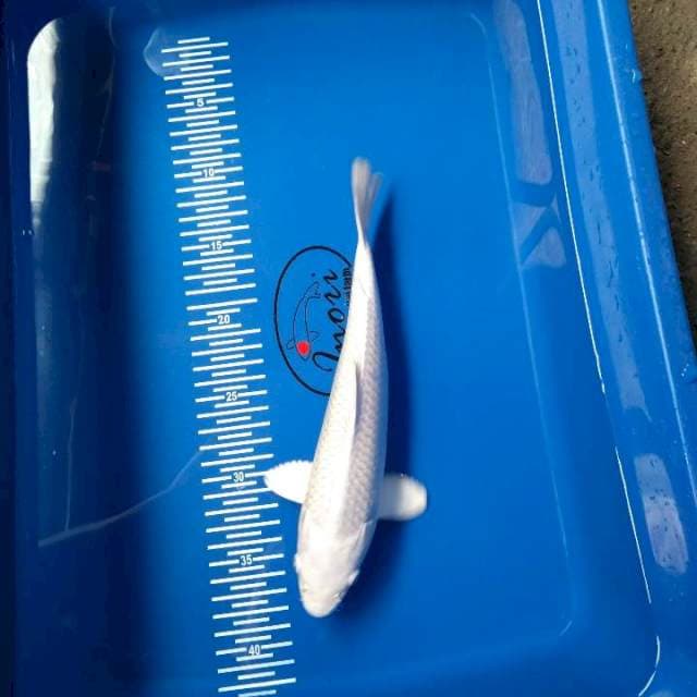 Platinum white 28cm