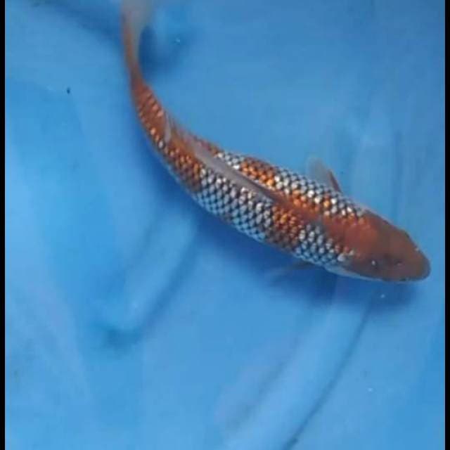 35cm - Male - Ochiba Full Ginrin F1