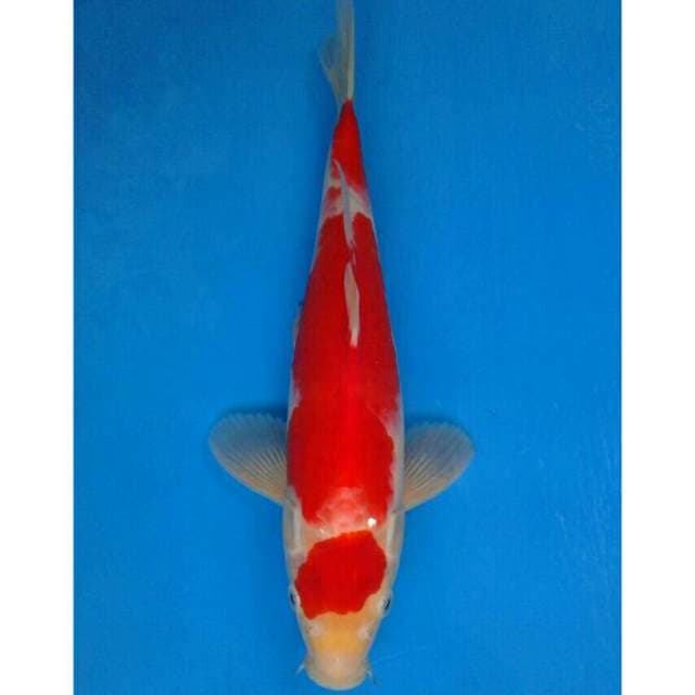 Maruten Kohaku Import non serti