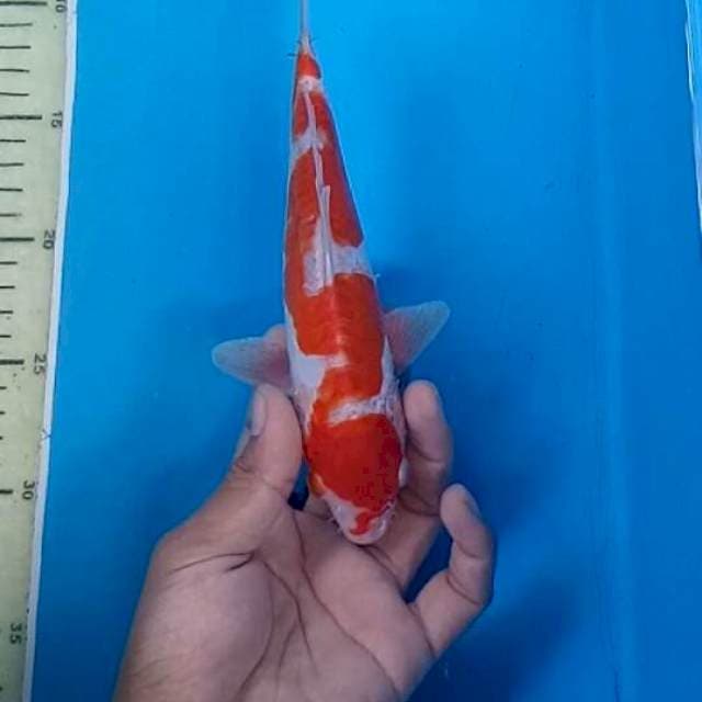 Red mamba