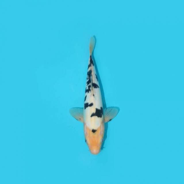 SHIRO DOITSU 26 CM