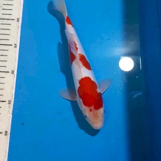 KOHAKU DOITSU 25 CM