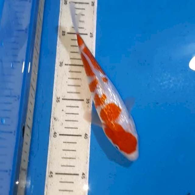 KOHAKU GINDRIN 23 CM