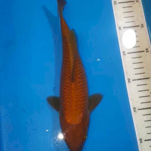 CHAGOI TEMBAGA RING RAPI 27 CM