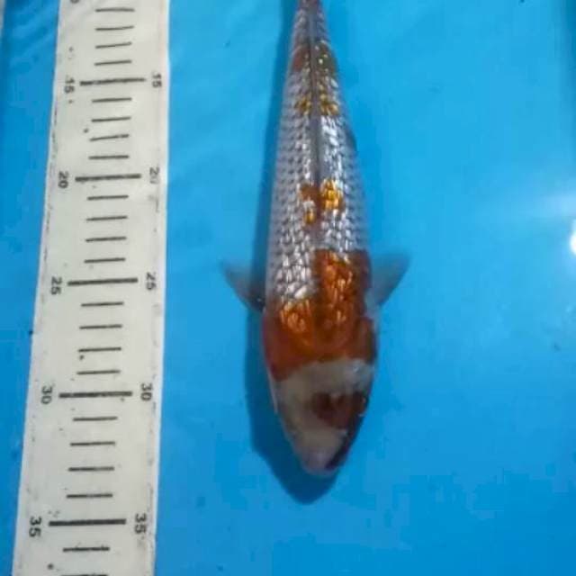 OCHIBA GINDRIN 26 CM
