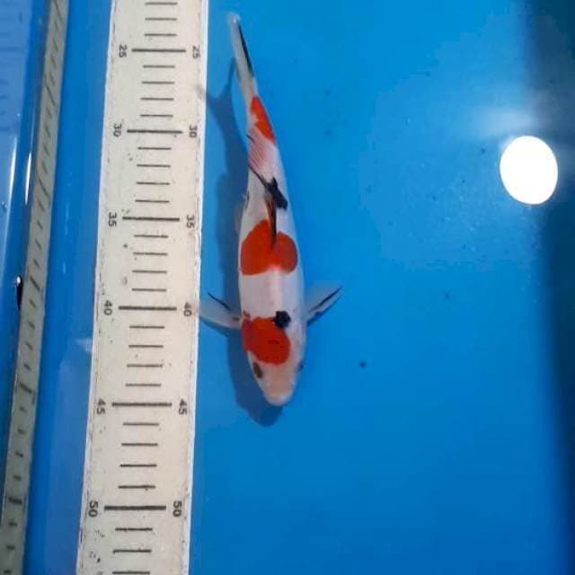 SANKE DOITSU 21 CM