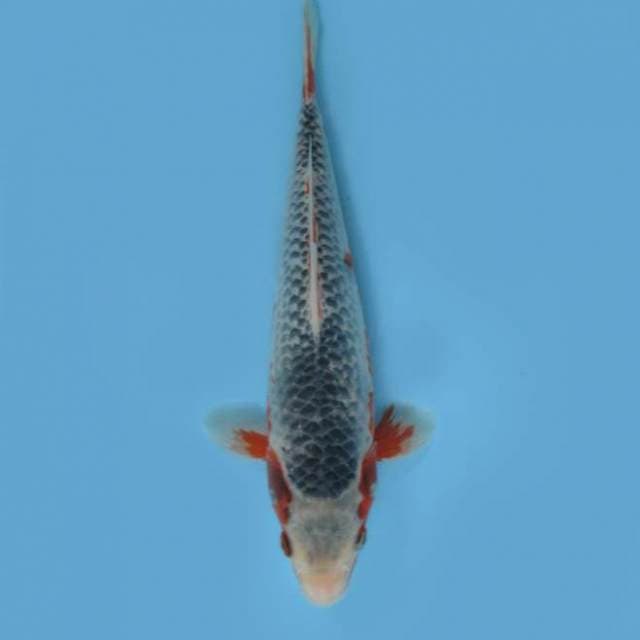 ASAGI 27 CM