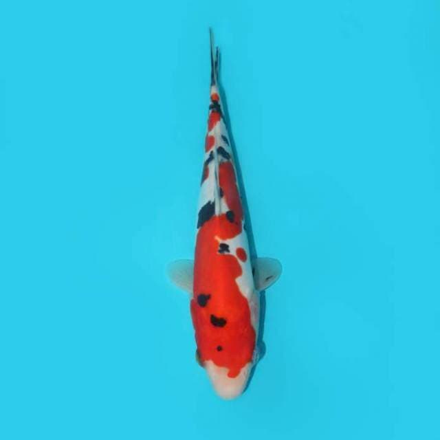 SANKE DOITSU 24 CM