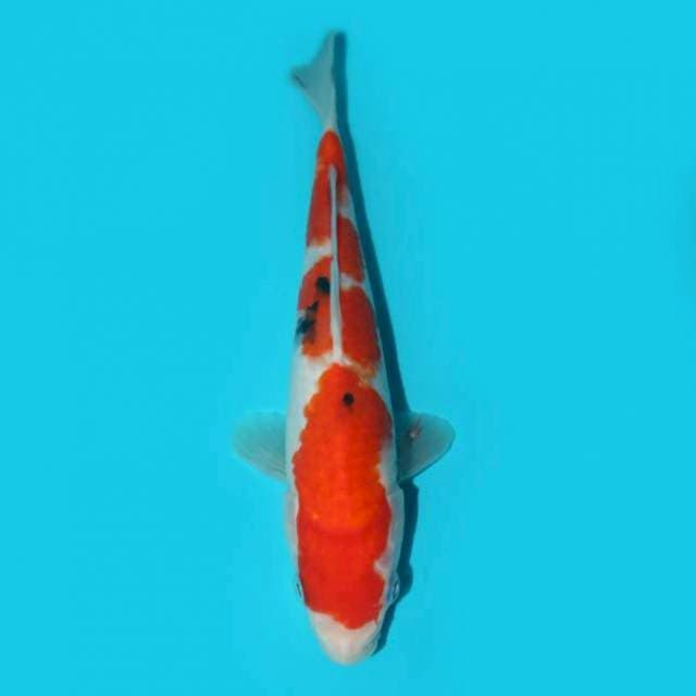 SANKE 20 CM