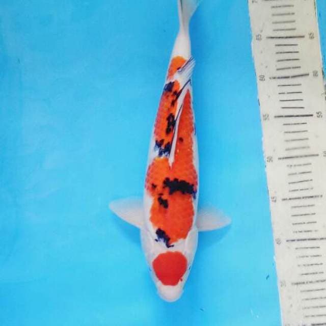 Maruten Taisho Sanshoku