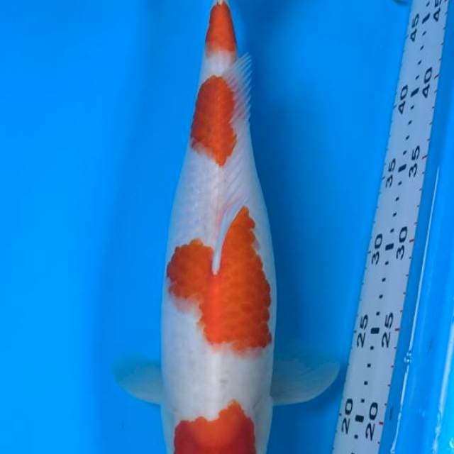 Kohaku 4 Step Original