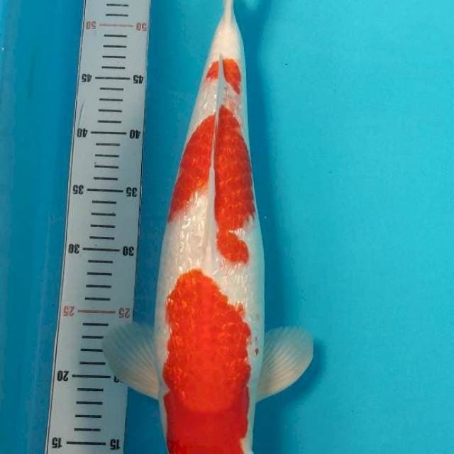 Kohaku Ginrin Male Bulky 50bu