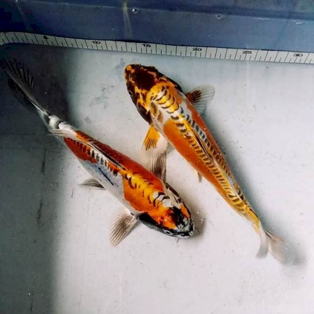 KIKOKURYU BAGUS 2 EKOR