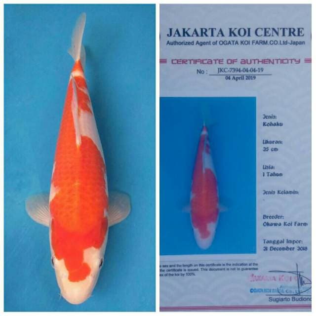 Okawa Kohaku