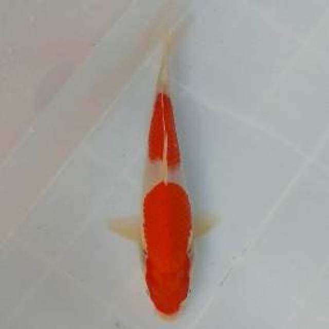 23 CM - TWO STEP KOHAKU