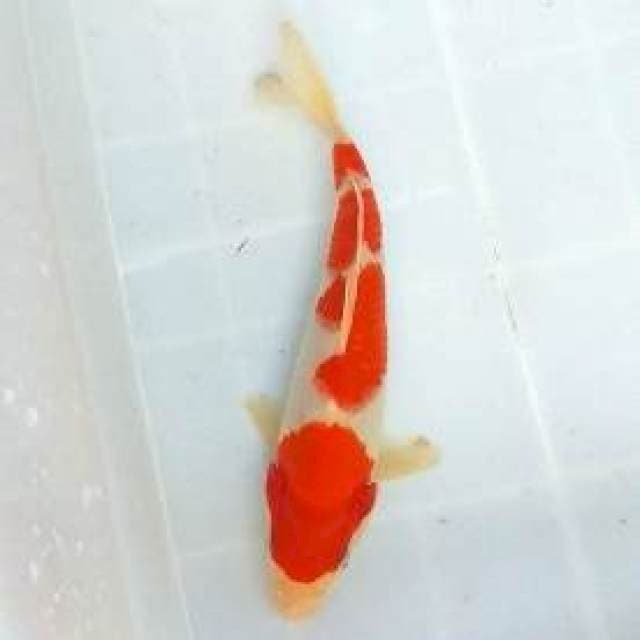 23 CM - FOUR STEP KOHAKU
