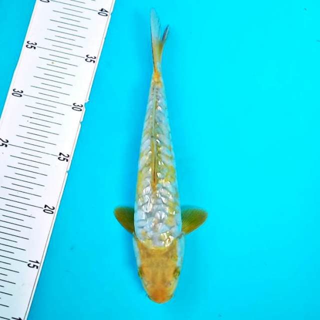 GINRIN ARAGO #26CM