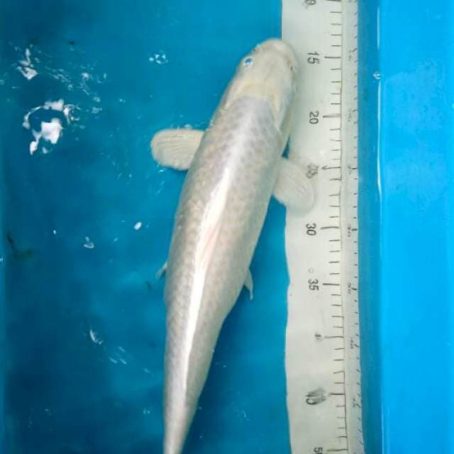 Platinum cantik 44 cm, calon jumbo