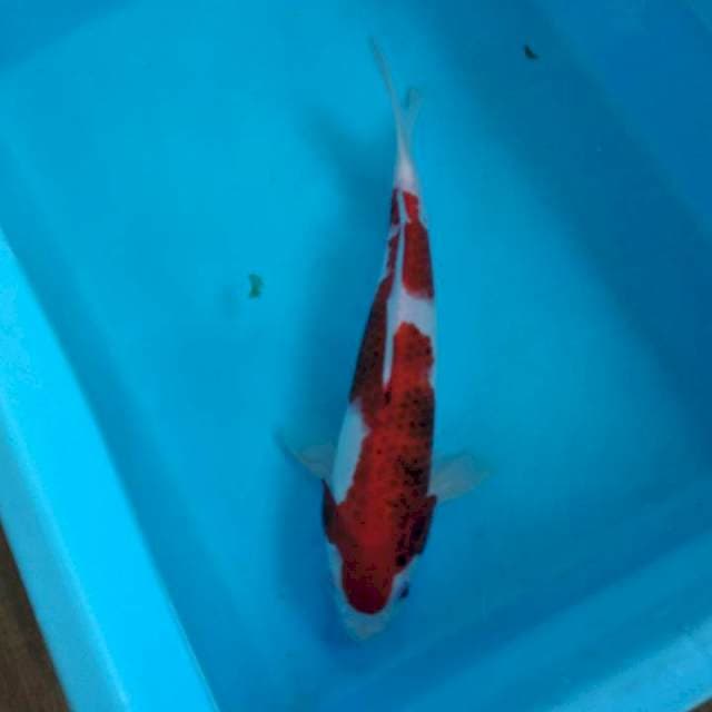 KOROMO 29cm