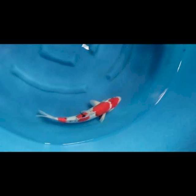 40cm - Male - Red Yondan Showa Tategoi