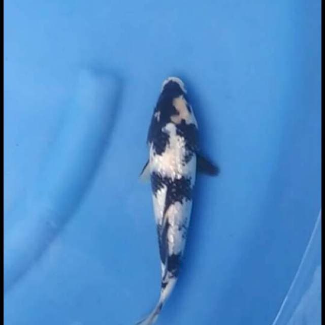 25cm Male - Shiro Full Ginrin Persiapan show