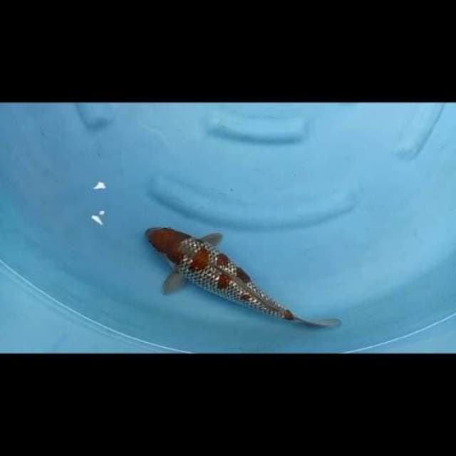 34cm - Female - Ochiba Full Ginrin SQ