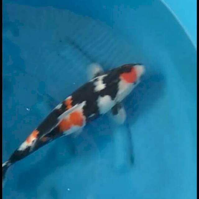 42cm Female - HQ Maruten Showa Prospek