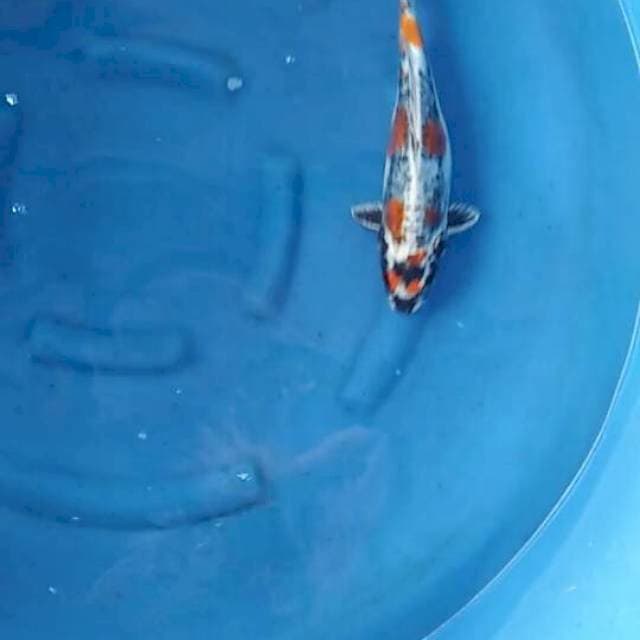 35cm Male - Super Beni Kinkoryu SQ
