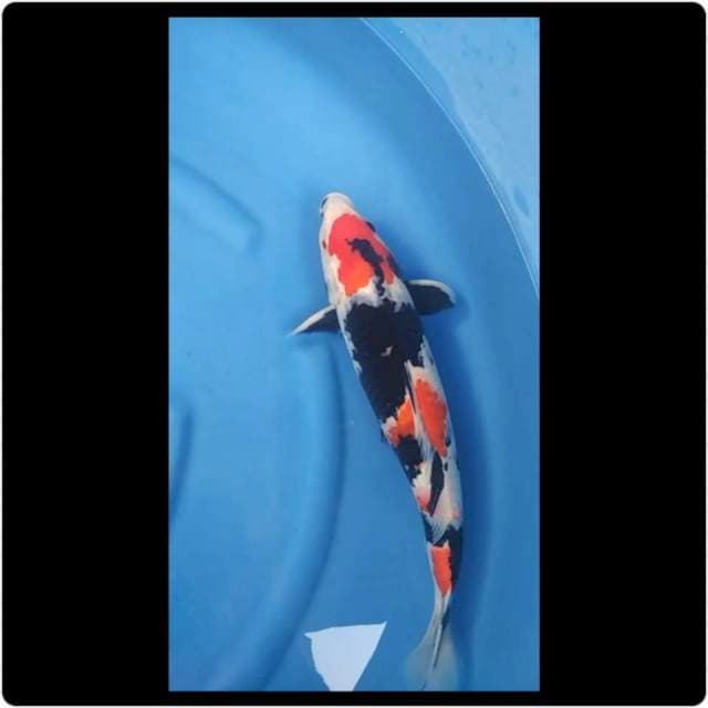 43cm - Female - Maruten Showa Sanshoku Jos