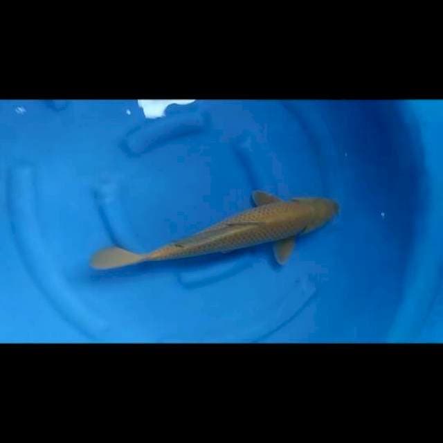45cm Male - Midorigoi bersih calon Jumbo