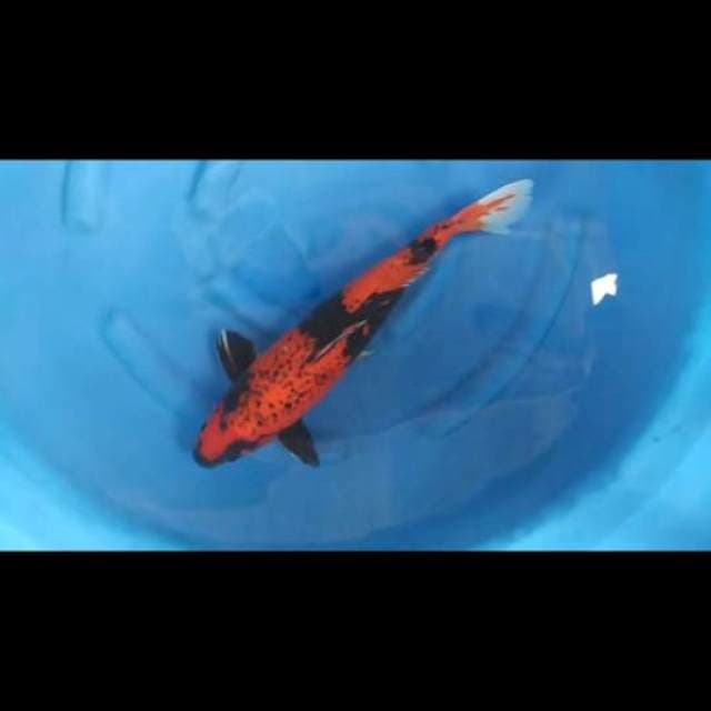 50cm - Male - Hi Utsuri Kanoko