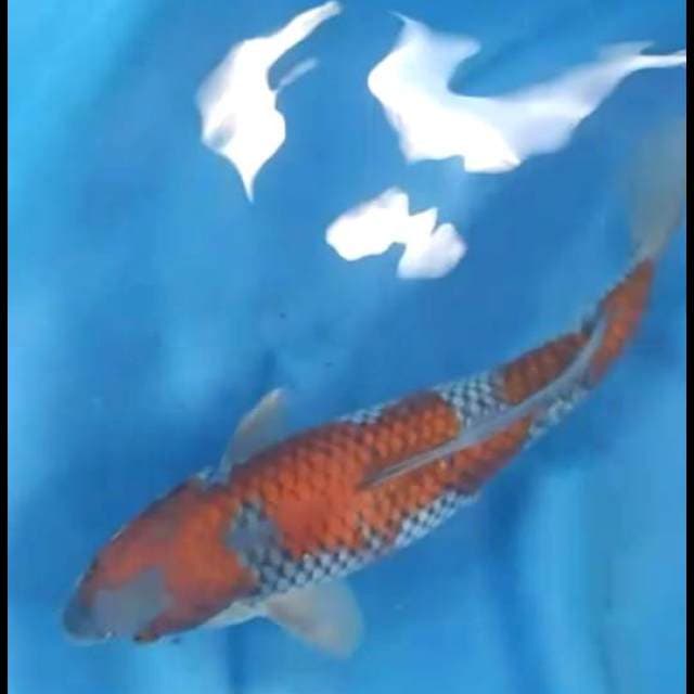 40cm - Female - Ochiba Inazuma