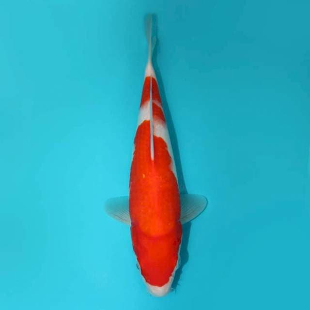 Kohaku 26 cm