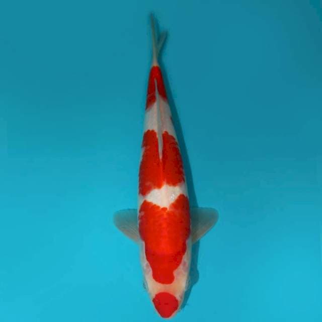 Kohaku Kuchibeni 28 cm