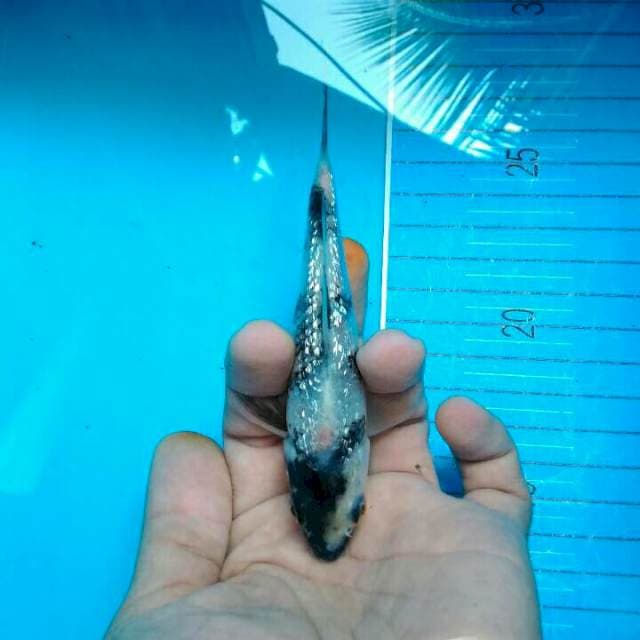 GINRIN 2