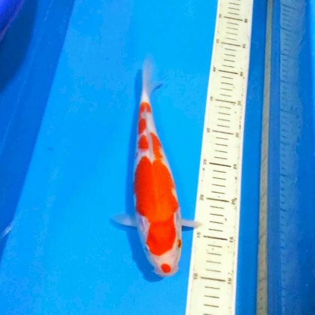 Kohaku