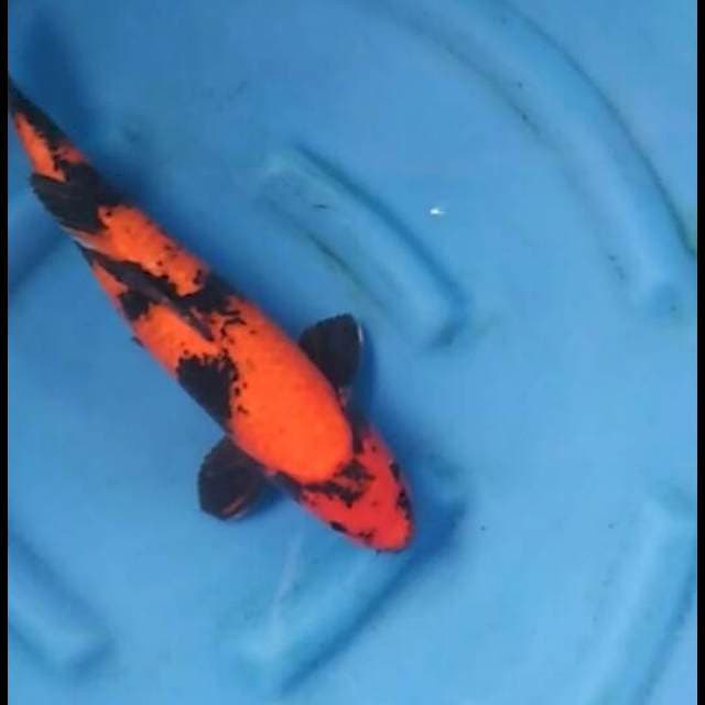 40cm Male - Sq Hi Utsuri
