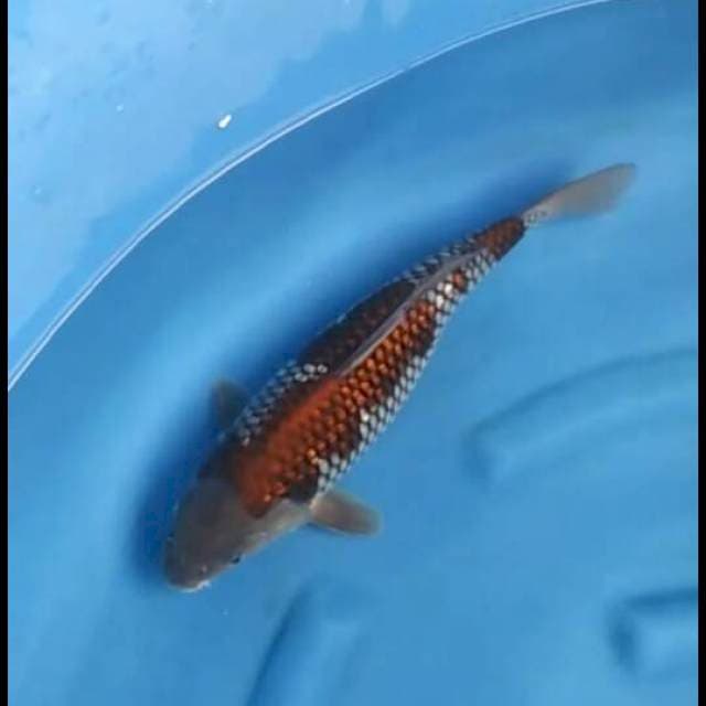 35cm Female - Ochiba Full Ginrin SQ