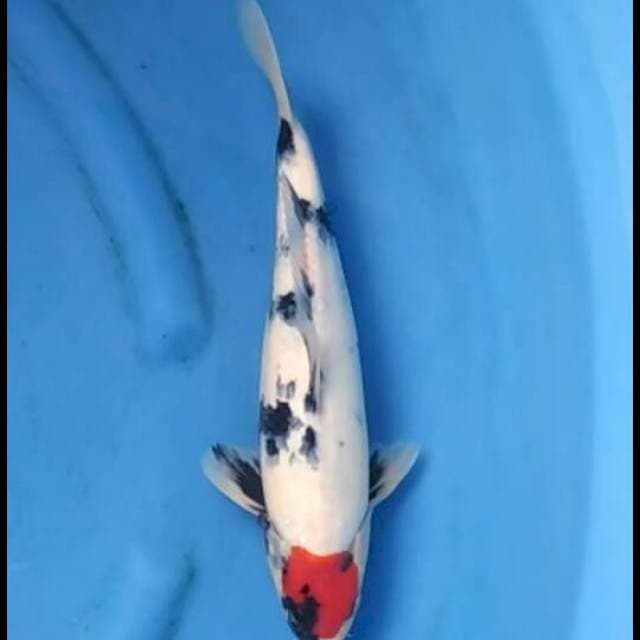 35cm Male - Red Tancho Showa bersih dan Ori